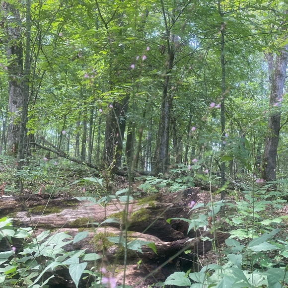 Meet your Posher, Denise - Picture 4 of 5